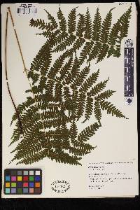 Pteris muricella image