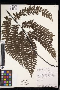 Adiantum urophyllum image