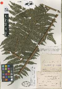 Cyathea acutidens image