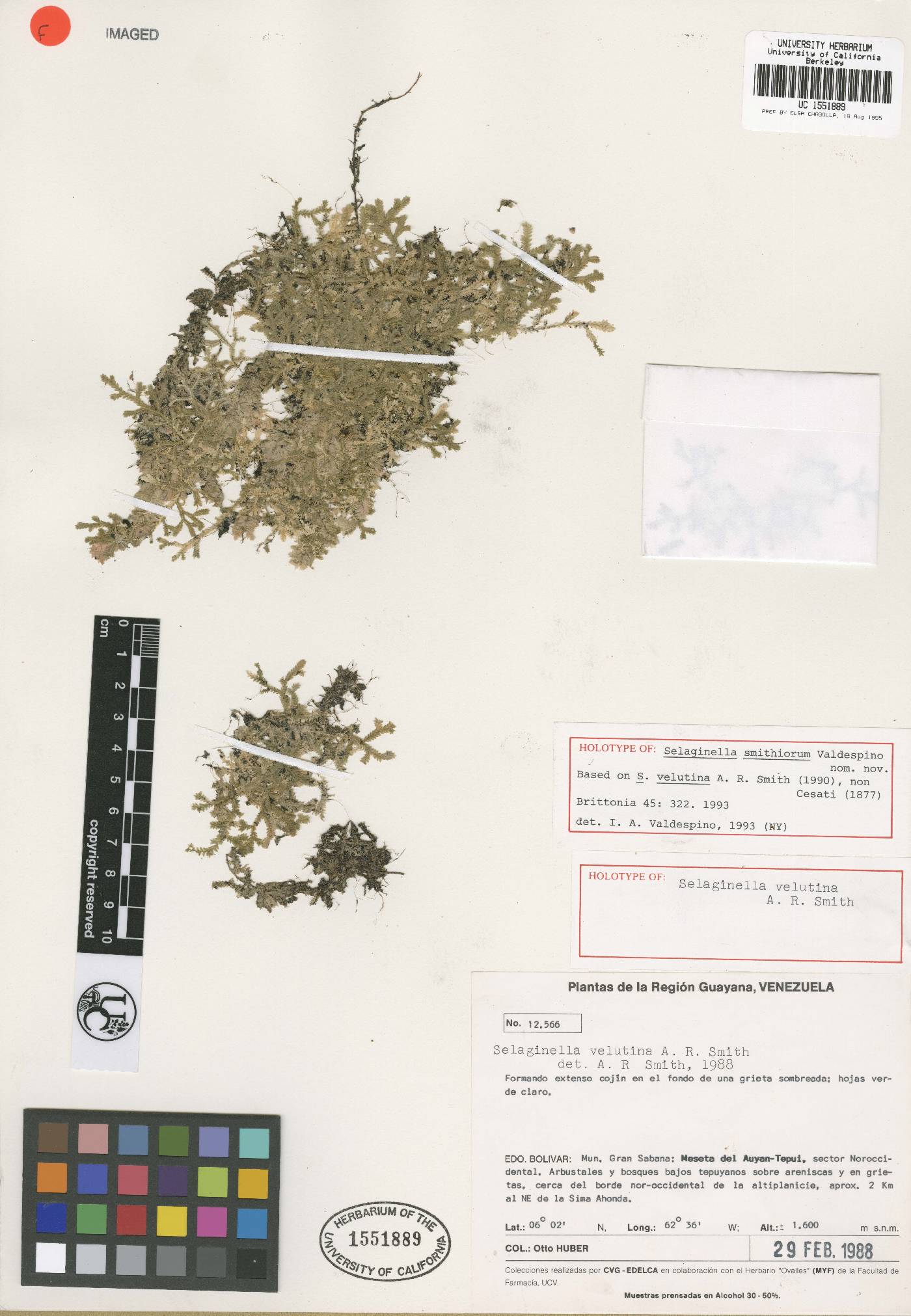 Selaginella smithiorum image