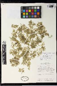 Selaginella aculeatifolia image