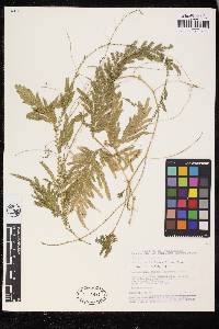 Selaginella fragilis image