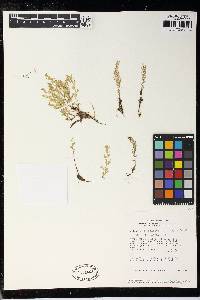 Selaginella calceolata image