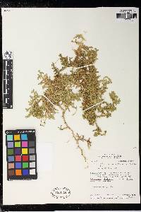 Selaginella anaclasta image