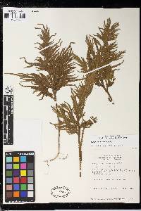 Selaginella amazonica image