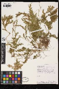 Selaginella conduplicata image