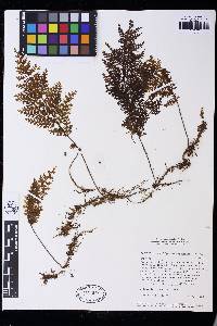 Hymenophyllum lindenii image