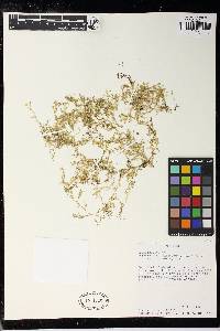 Selaginella calceolata image