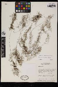 Polyphlebium capillaceum image