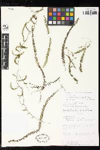 Hymenophyllum jamesonii image