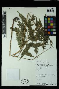 Pteris propinqua image