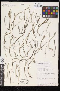 Selaginella scalariformis image