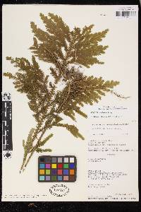 Selaginella bombycina image