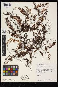 Hymenophyllum fucoïdes image