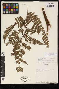 Cyathea lindeniana image