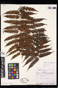 Cyathea traillii image