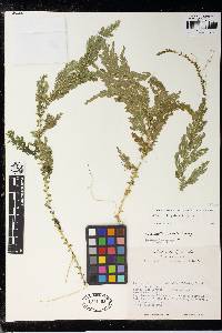 Selaginella stellata image