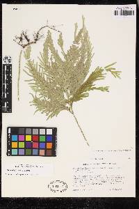 Selaginella flabellata image