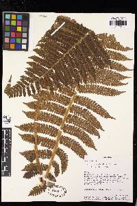 Cyathea decorata image