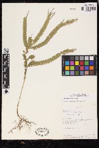 Selaginella bombycina image