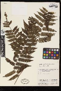 Cyathea cyatheoides image