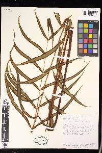 Pteris praestantissima image