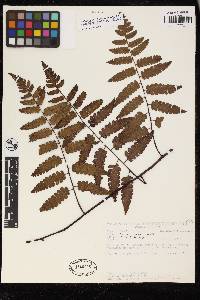 Cyathea gracilis image