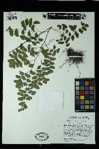 Adiantum braunii image