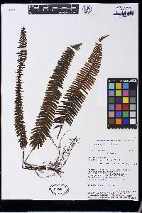 Trichomanes pellucens image