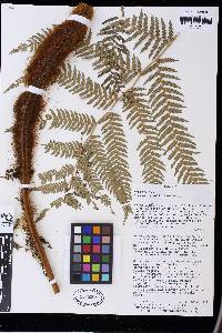 Dicksonia karsteniana image