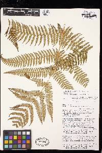 Cyathea conjugata image