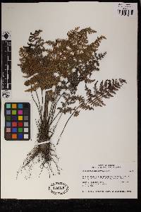 Myriopteris myriophylla image