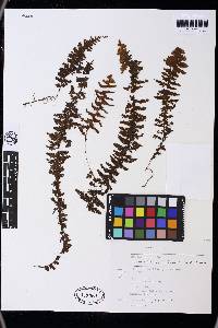 Hymenophyllum horizontale image