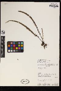 Lindsaea pratensis image