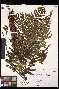 Cyathea pinnula image