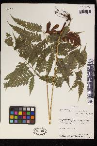 Pteris orizabae image