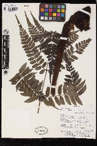 Marattia excavata image