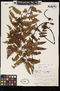 Cyathea latevagans image