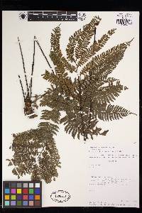 Adiantum tetraphyllum image