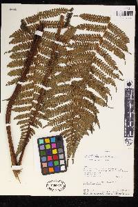 Cyathea tortuosa image