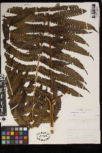 Pteris podophylla image