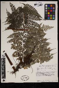 Dennstaedtia bipinnata image