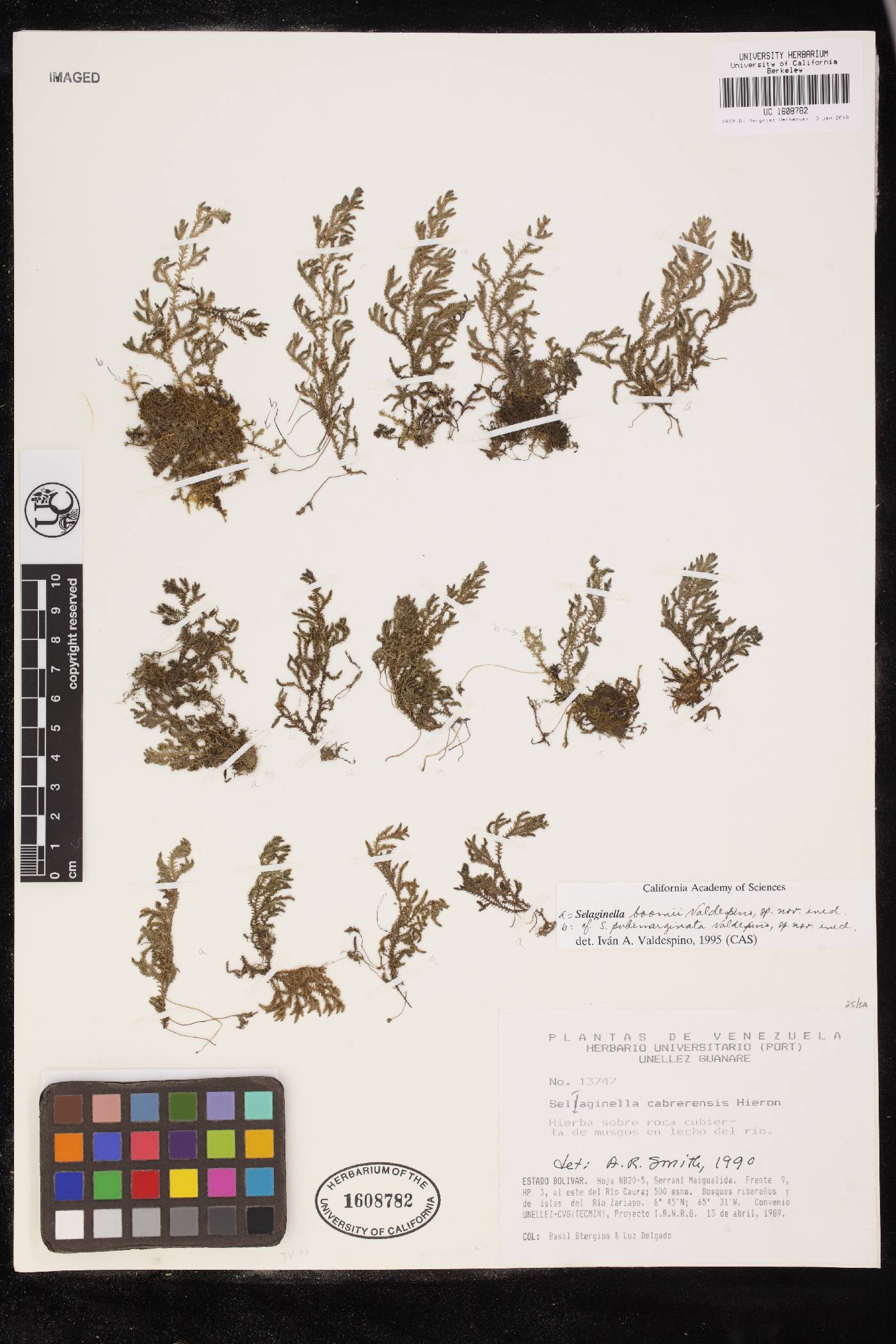 Selaginella pubimarginata image