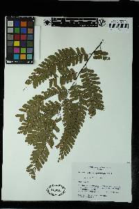 Adiantum polyphyllum image