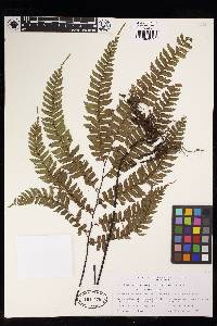 Adiantum tetraphyllum image