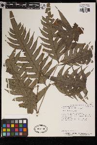 Pteris altissima image