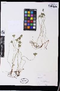 Marsilea schelpeana image