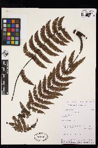 Image of Cyathea paucifolia