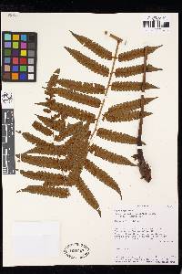 Cyathea subtropica image