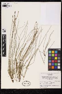 Equisetum bogotense image